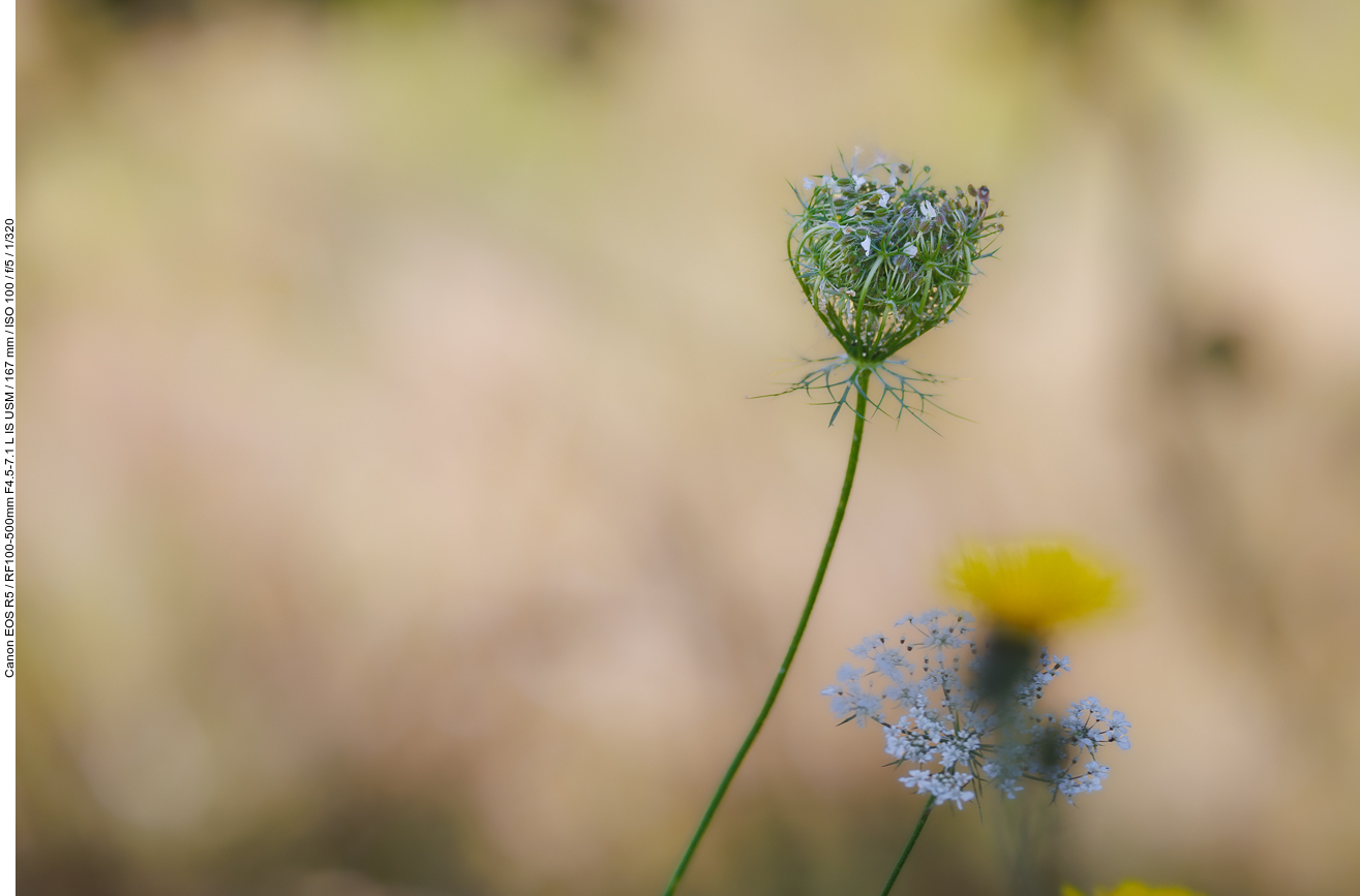 Wilde Möhre [Daucus carota]