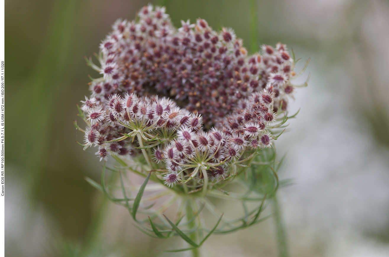 Wilde Möhre [Daucus carota]