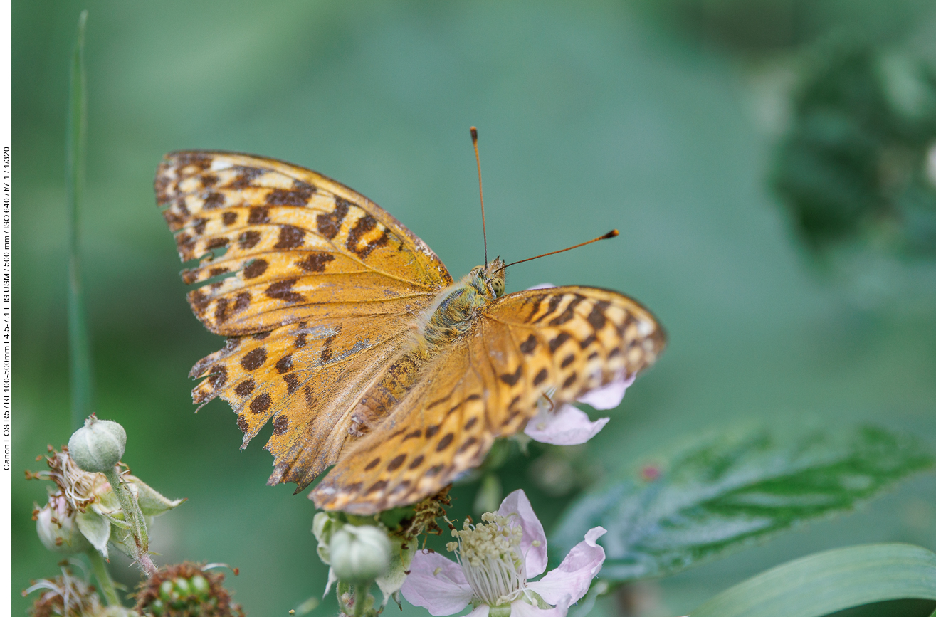 Großer Perlmutterfalter [Argynnis aglaja]