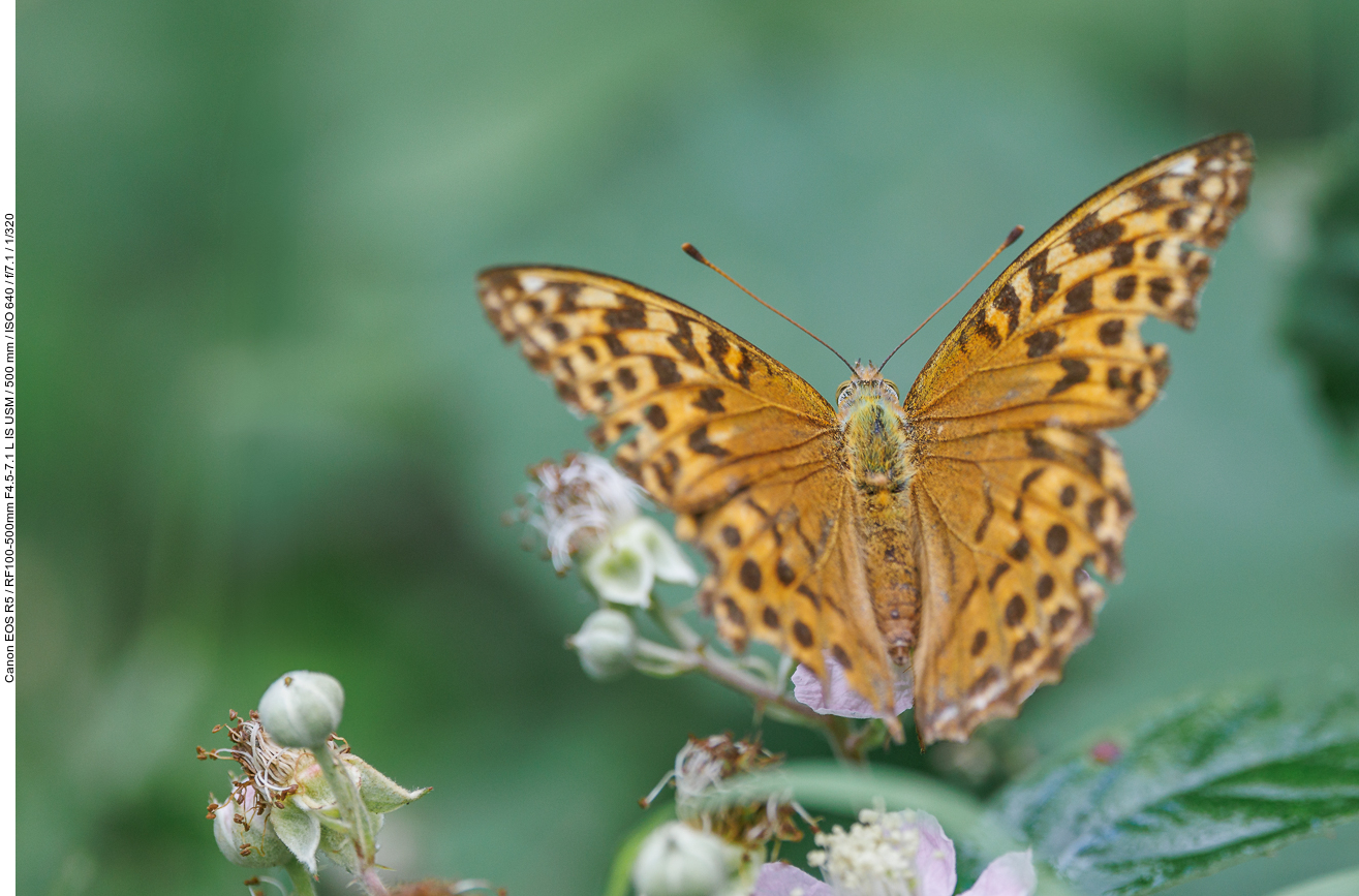 Großer Perlmutterfalter [Argynnis aglaja]