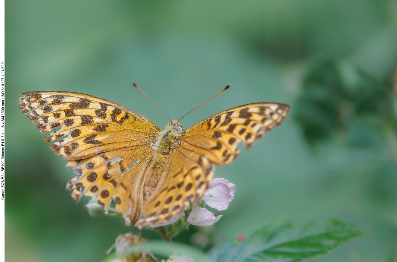 Großer Perlmutterfalter [Argynnis aglaja]