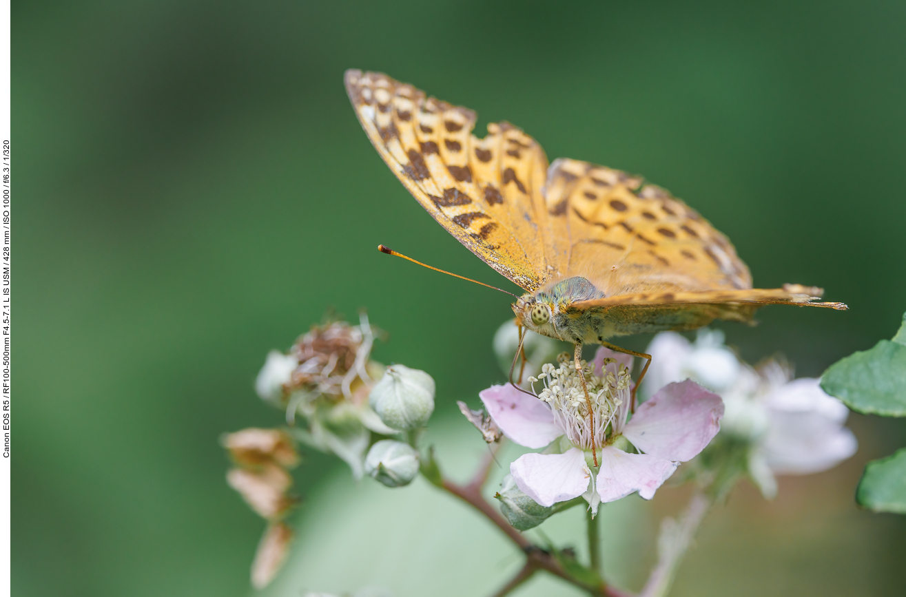 Großer Perlmutterfalter [Argynnis aglaja]