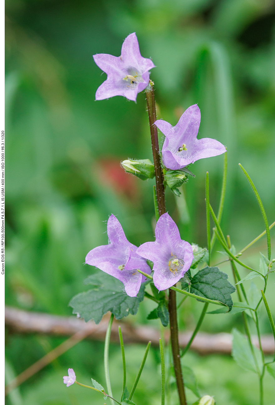 Nessel-Glockenblume [Campanula trachelium]