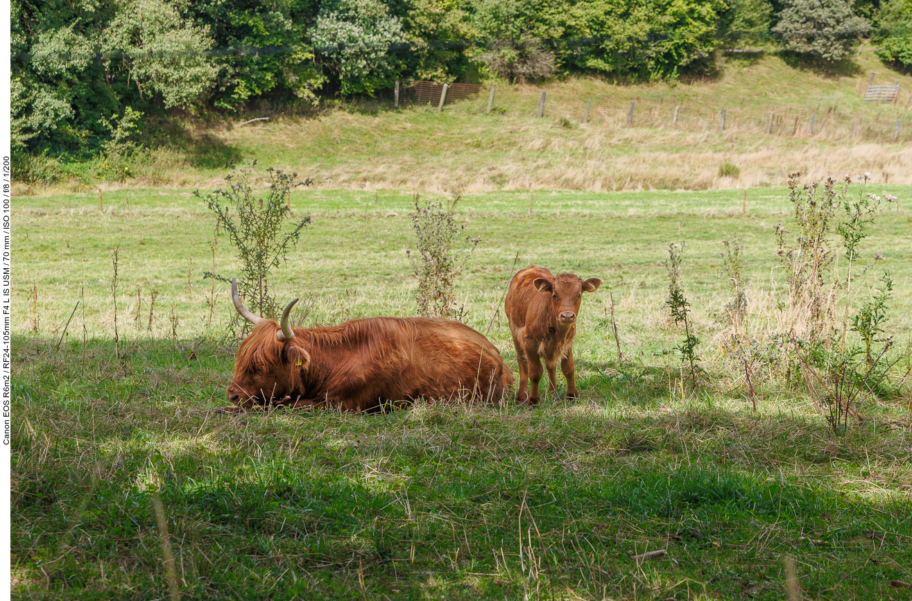 Schottisches Hochlandrind mit Kalb