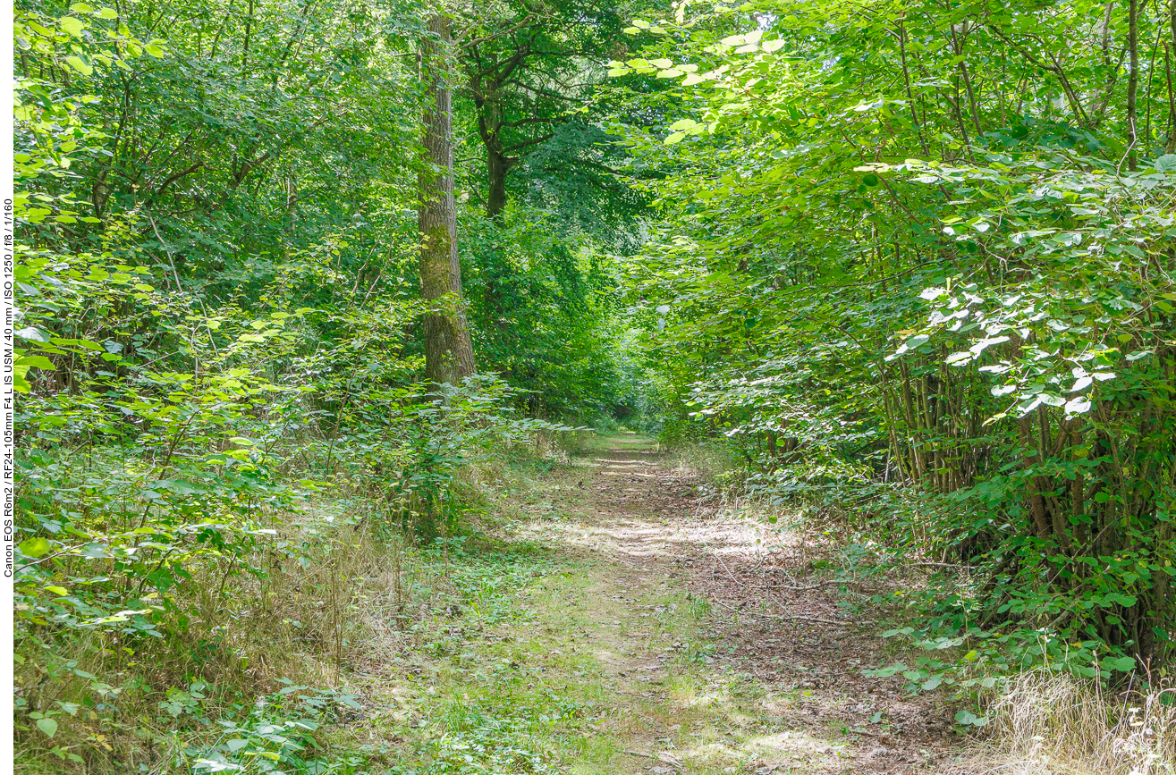Endlich ein schattiger Waldweg