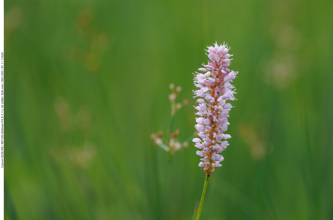 Schlangen Knöterich [Bistorta officinalis]