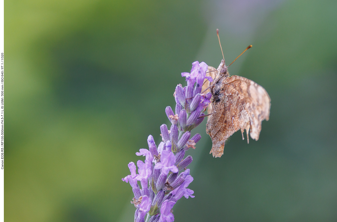 Großer Perlmutterfalter [Argynnis aglaja] auf Echtem Lavendel [Lavandula angustifolia]