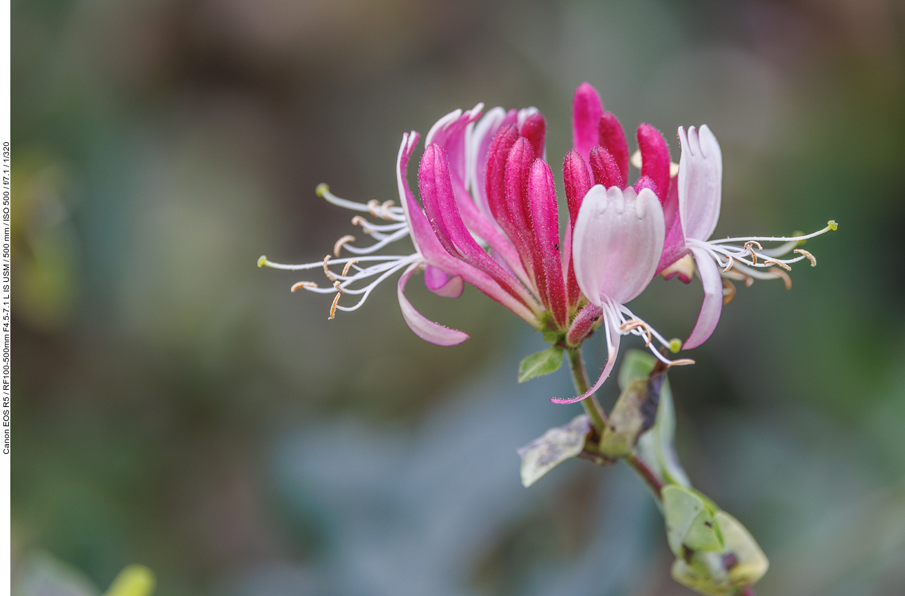 Wald-Geißblatt [Lonicera periclymenum]