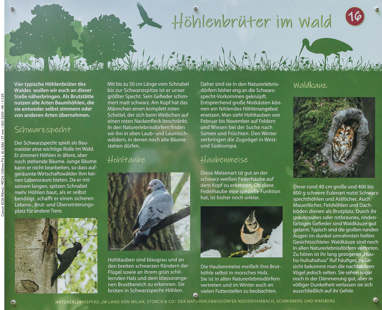 Infotafel Nr. 16: Höhlenbrüter im Wald