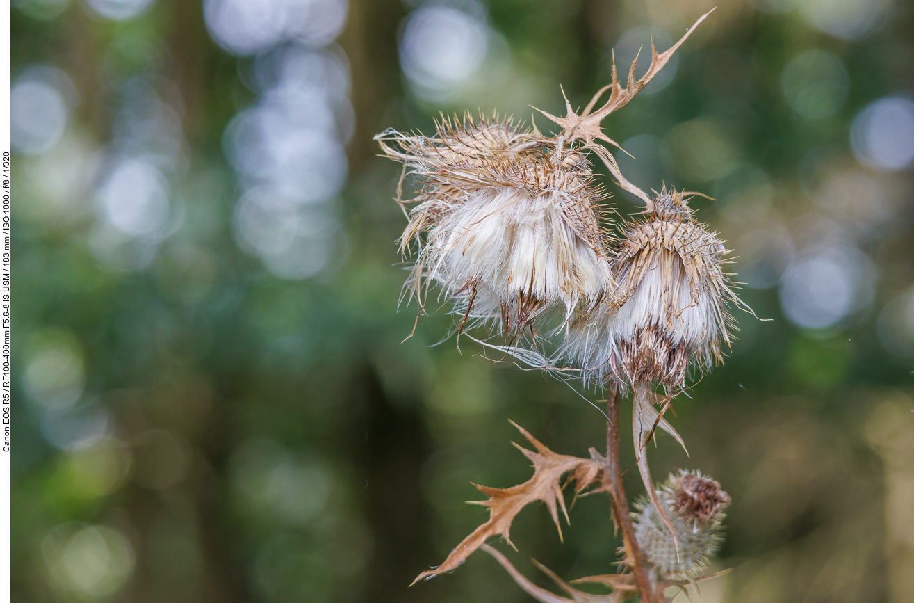 Gemeine Kratzdistel [Cirsium vulgare]
