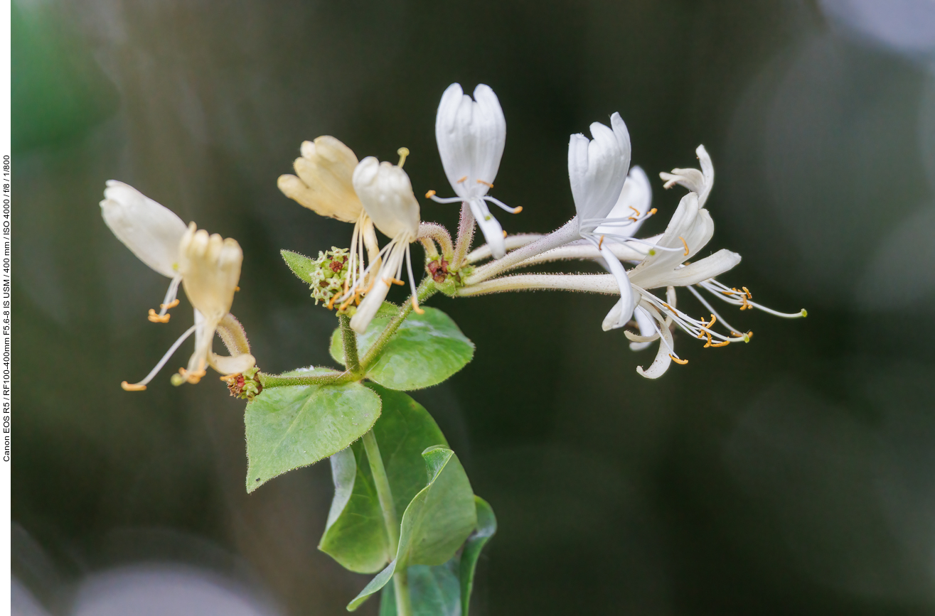 Wald-Geißblatt [Lonicera periclymenum]