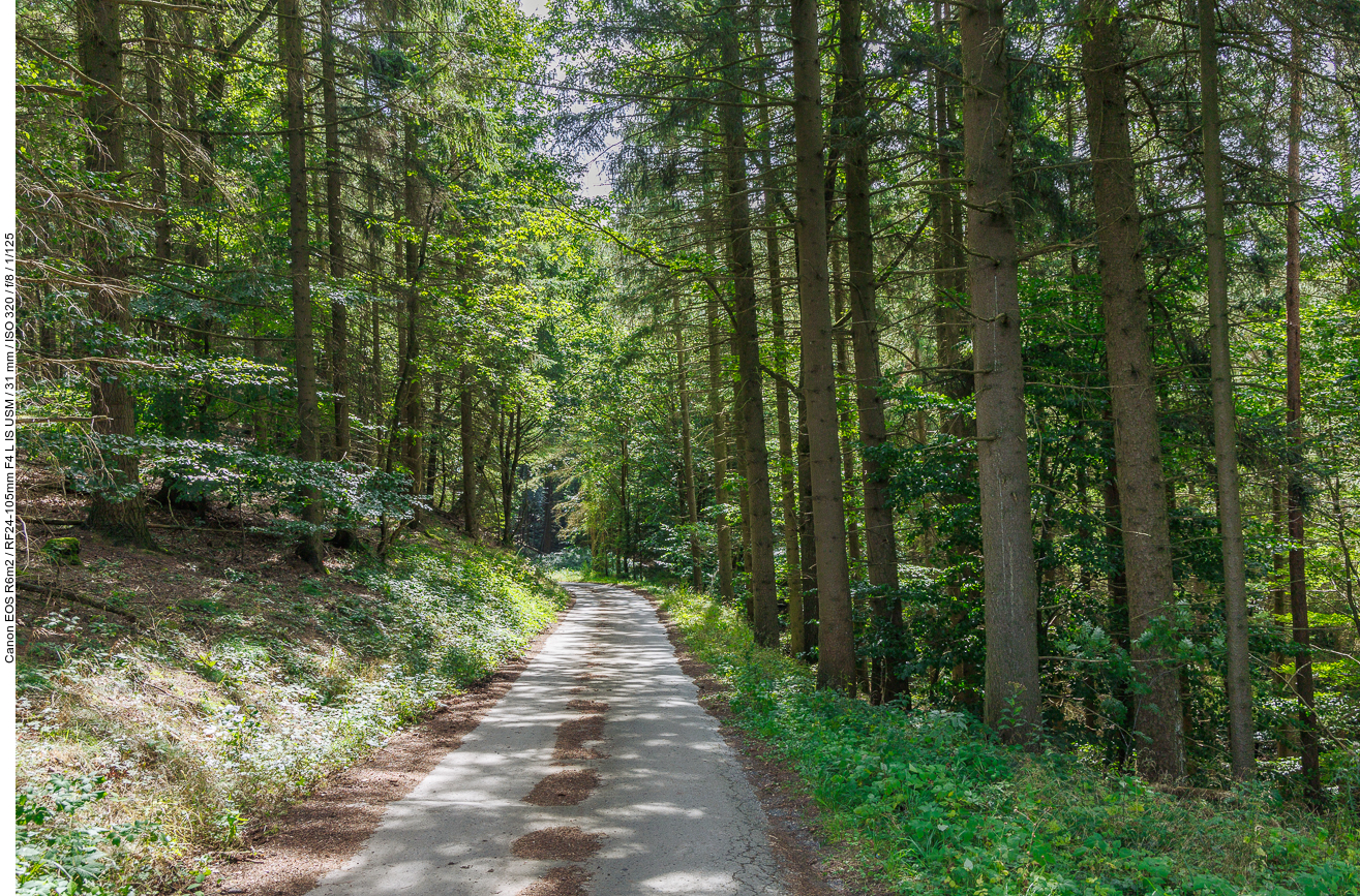 Auf einem geteerten Waldweg geht es bergab ...