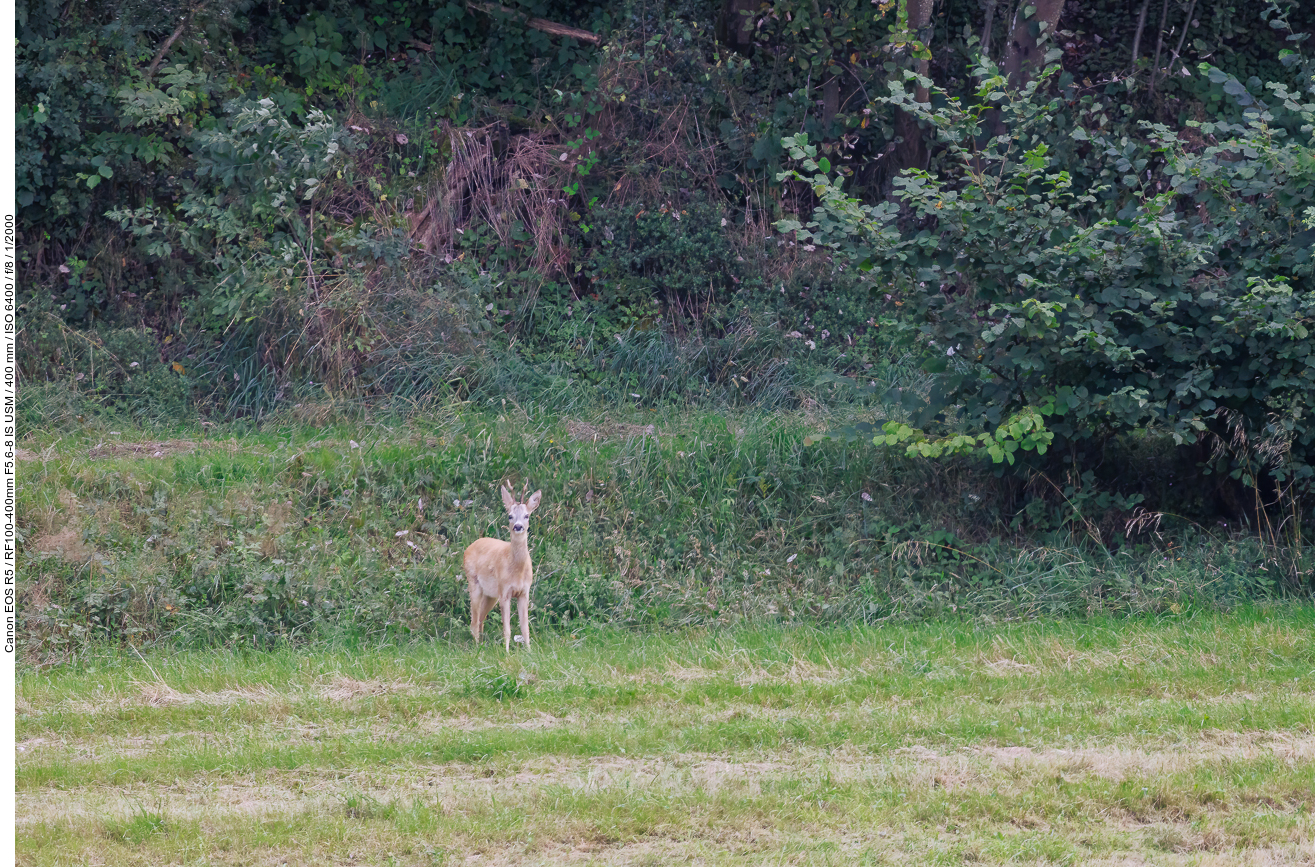 Rehbock [Capreolus capreolus] am Waldrand ...
