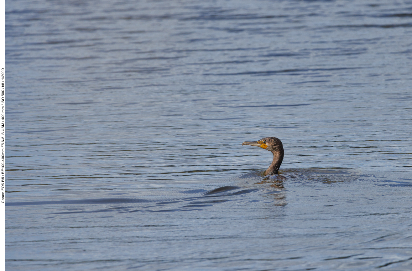 Kormoran [Phalacrocorax carbo]