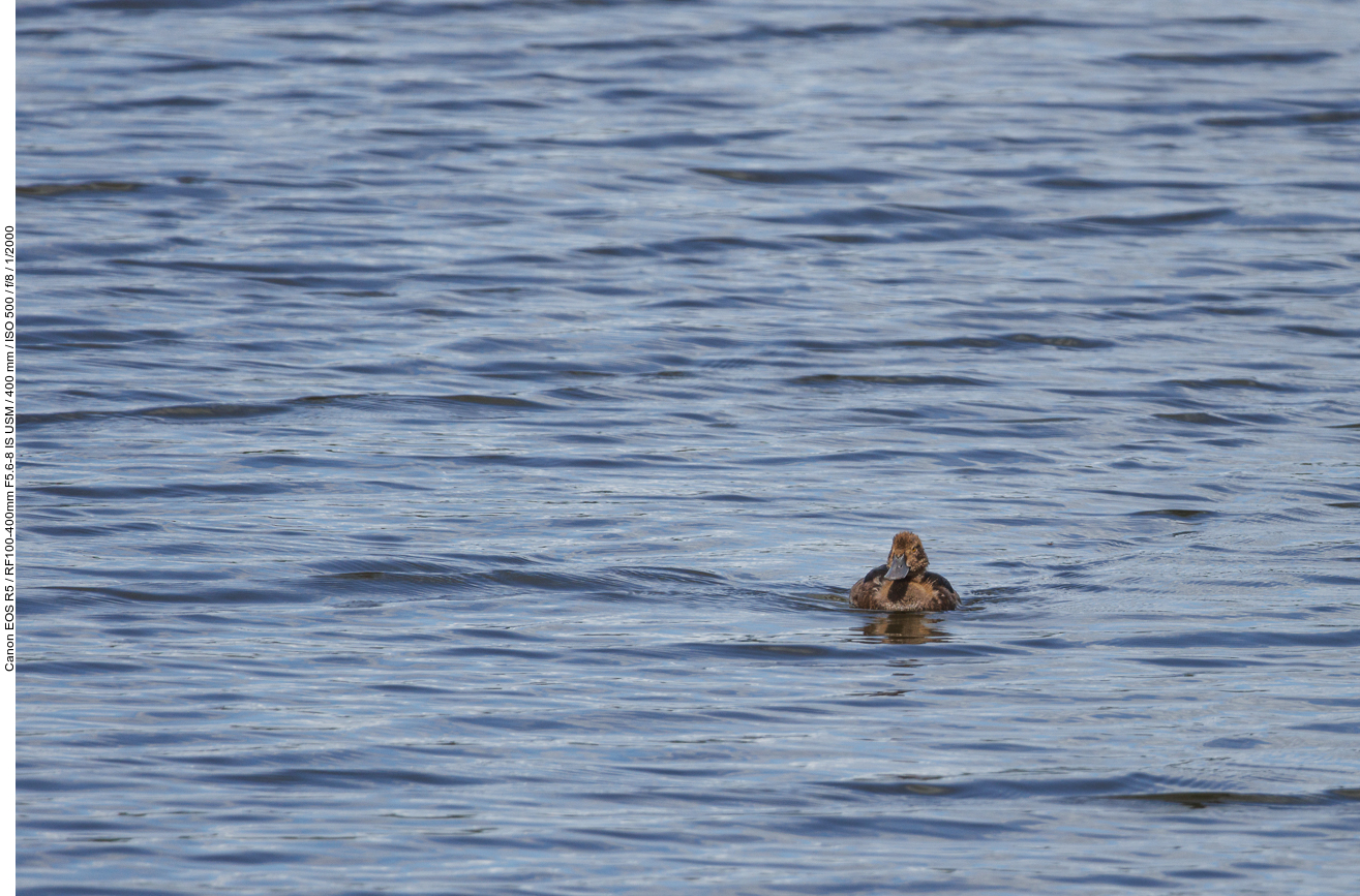Wahrscheinlich eine junge Reiherente [Aythya fuligula]