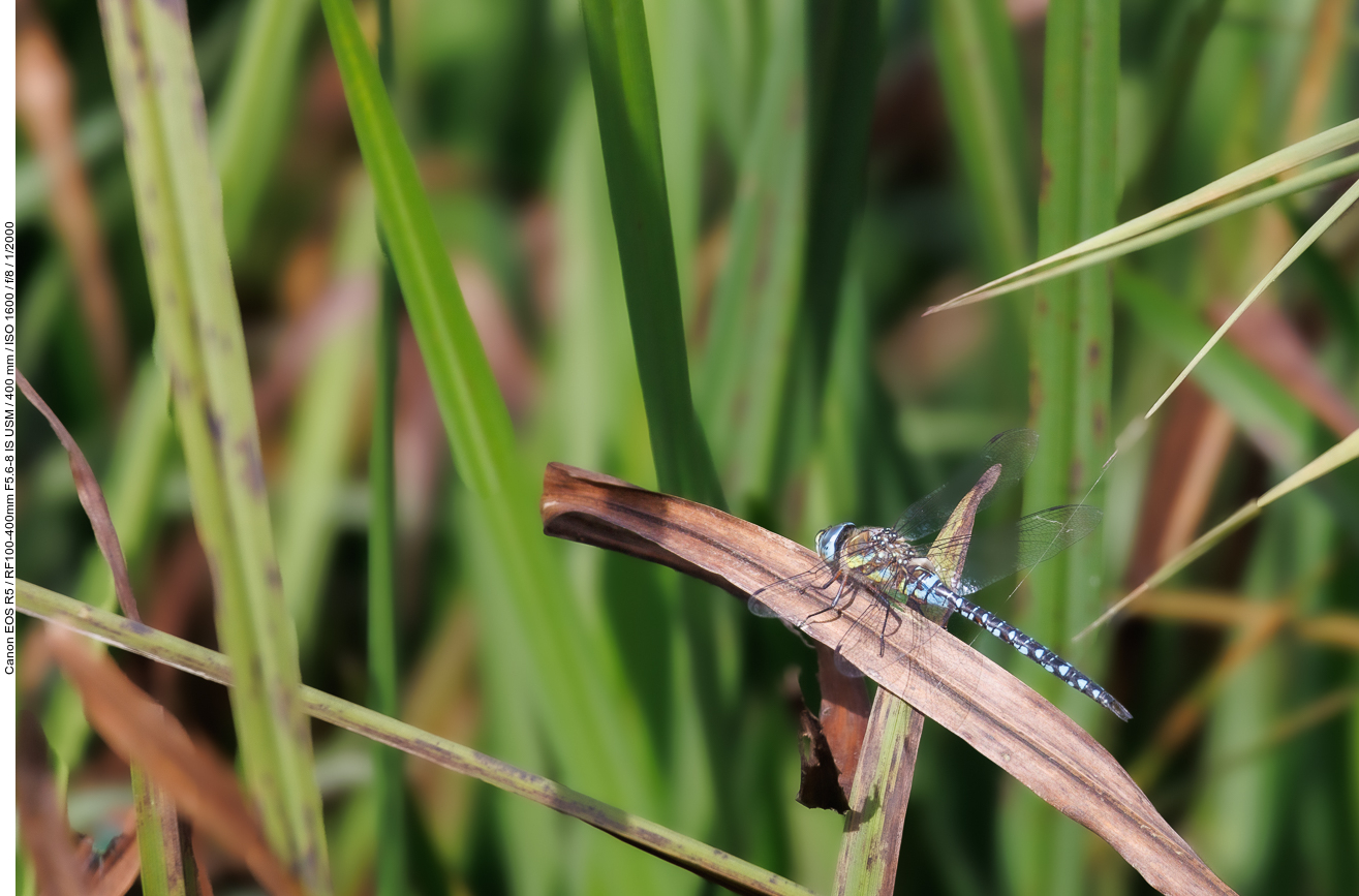 Wilde Möhre [Daucus carota]