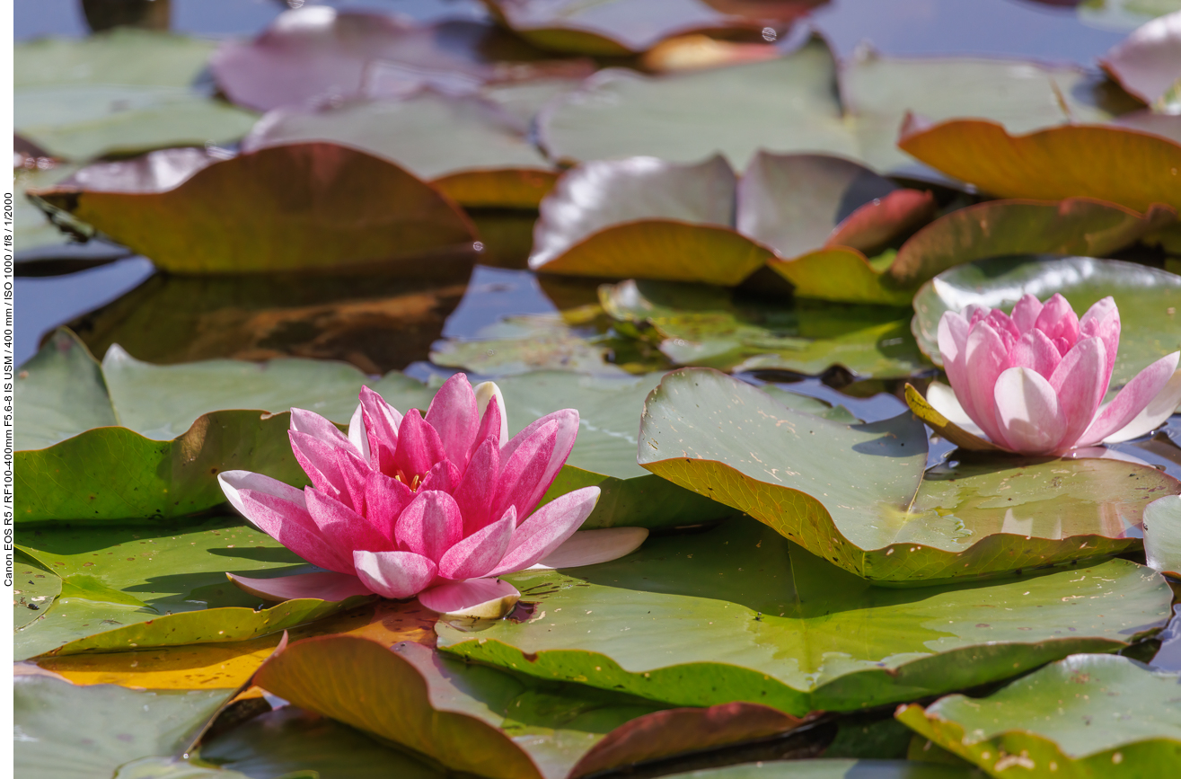 Glänzende Seerose [Nymphaea candida]