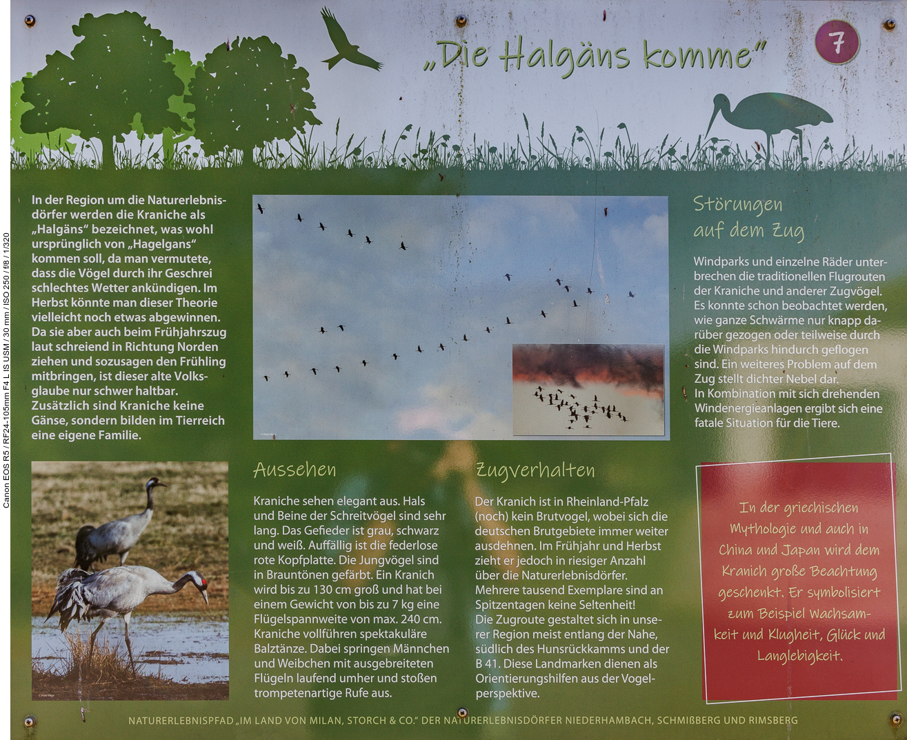 Infotafel Nr. 7: "Die Halgäns komme"