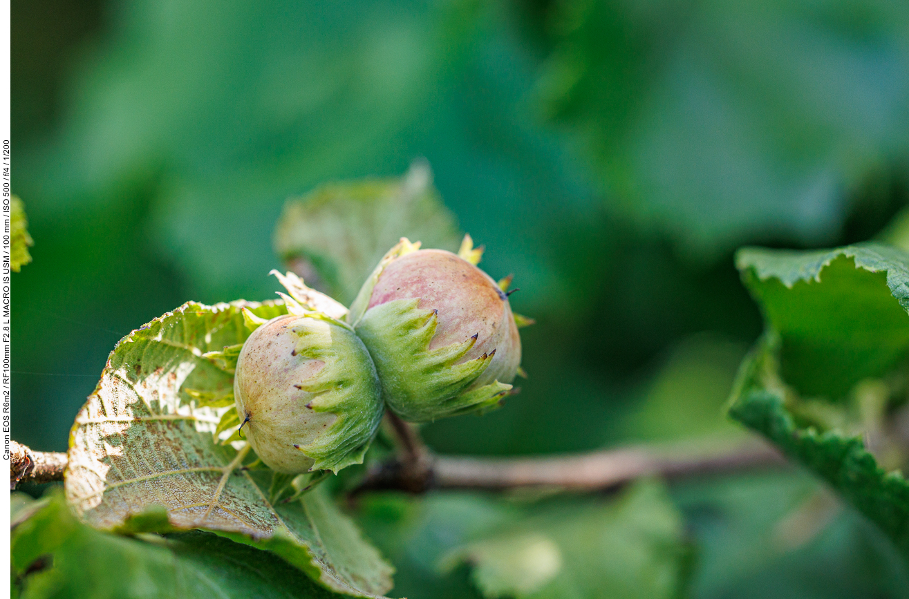 Haselnüsse, noch unreif