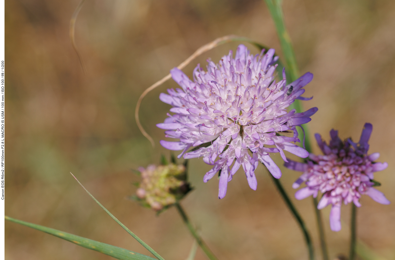 Wald-Witwenblume [Knautia dipsacifolia]