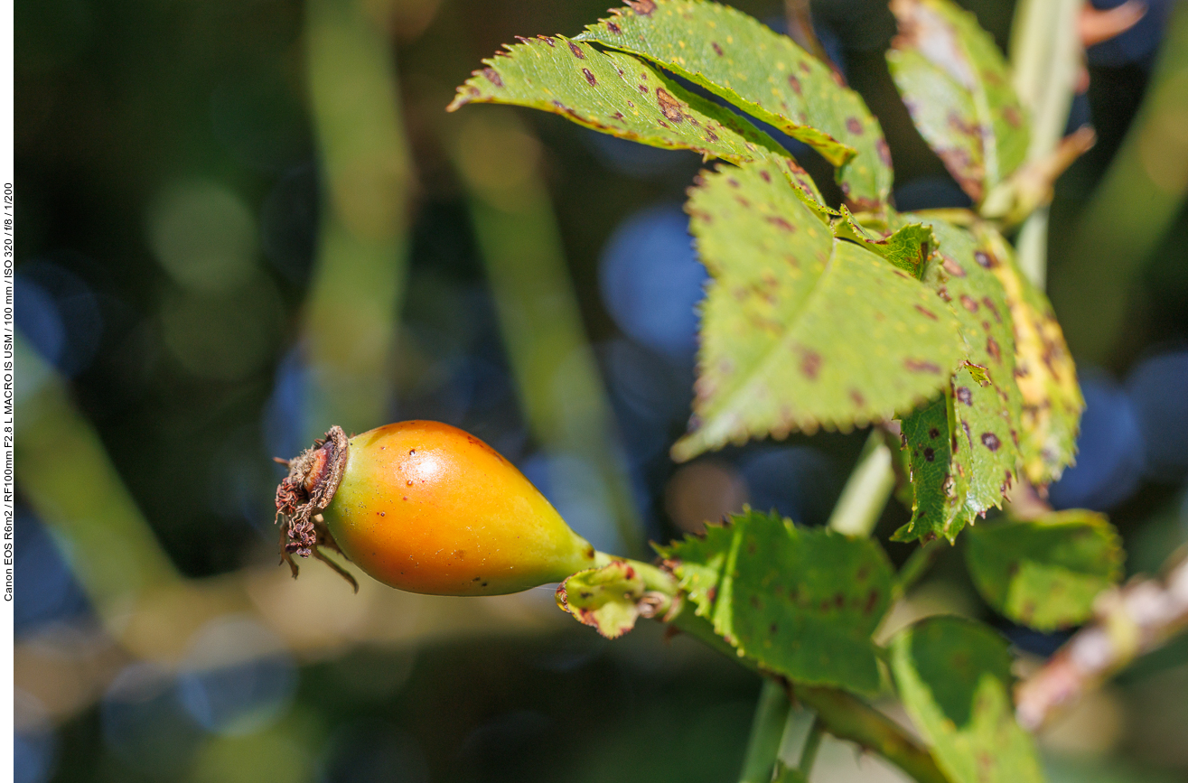 Hagebutte der Hunds-Rose [Rosa canina]