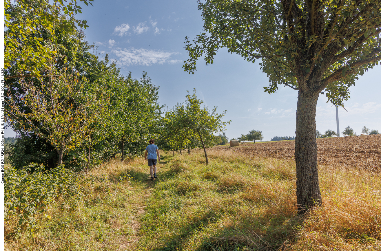 ... und danach geht es zwischen Ackerrand und Streuobstwiese weiter