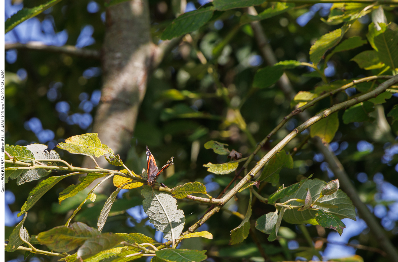Unterwegs grüßen wir einen farbenprächtigen Admiral [Vanessa atalanta]