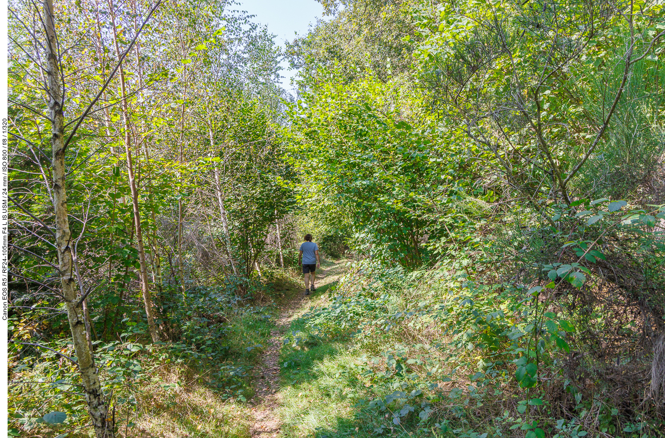 Schmaler Waldweg