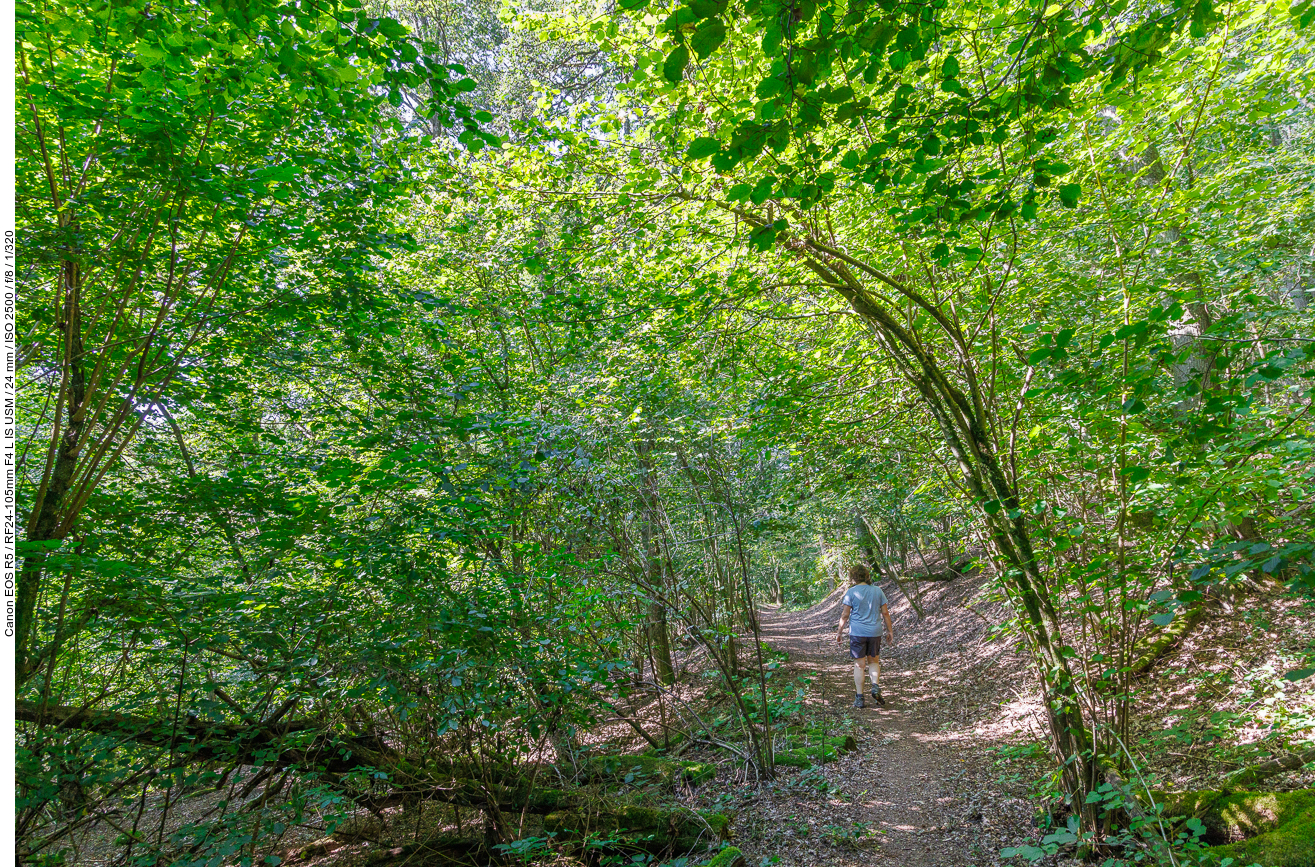 Schattenreicher Waldweg (endlich wieder Schatten)