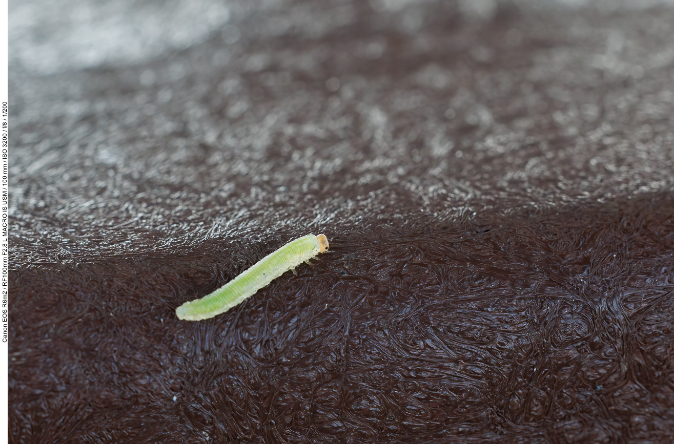 Die kleine Raupe Nimmersatt ;-)