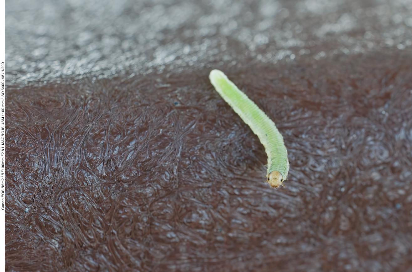 Die kleine Raupe Nimmersatt ;-)