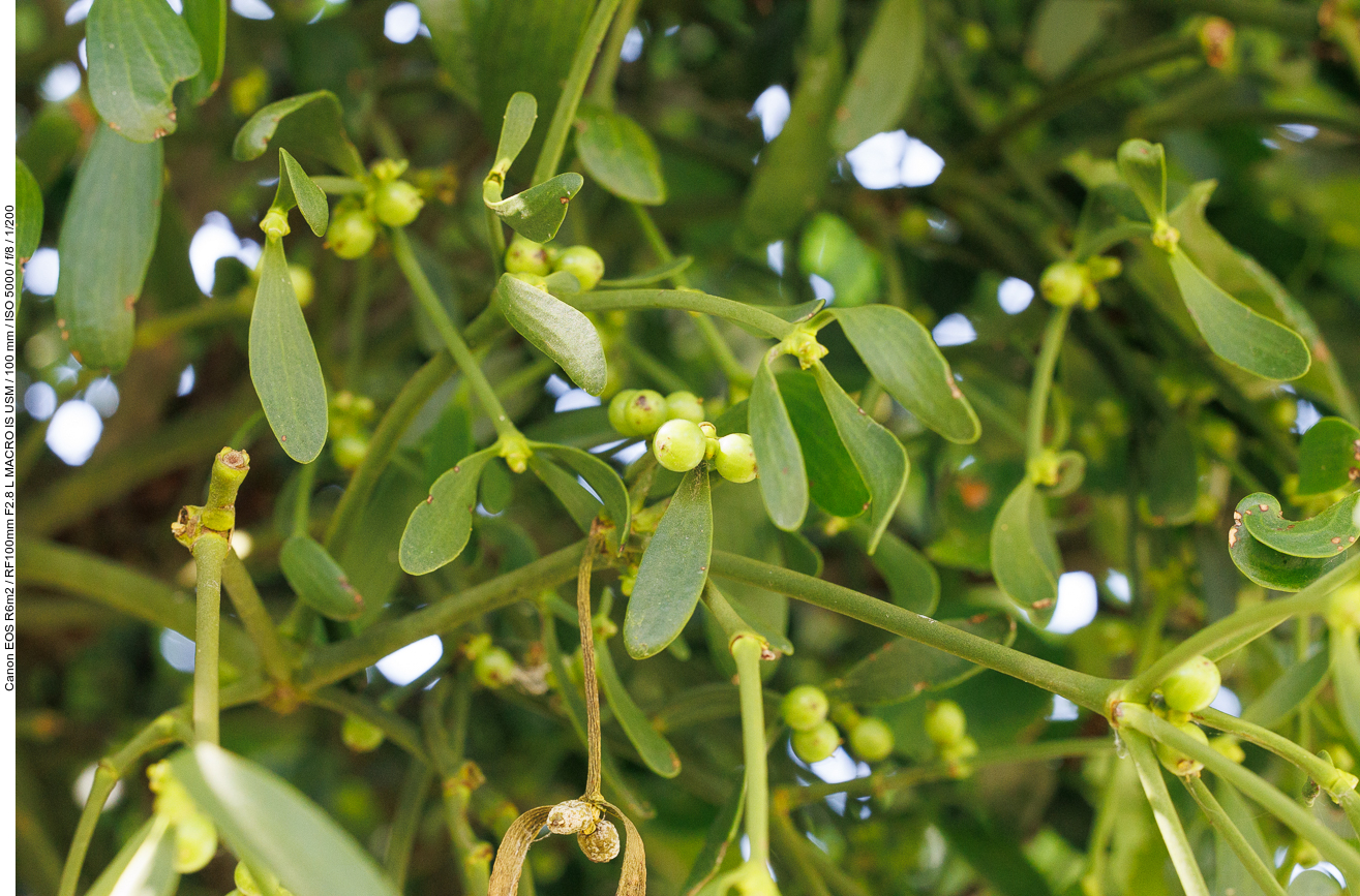 Misteln an einem Apfelbaum