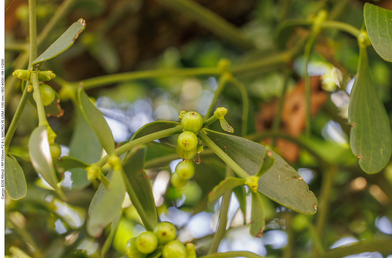 Misteln an einem Apfelbaum