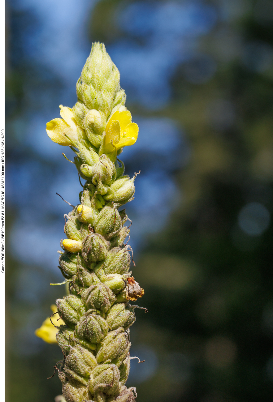 Dichtblütige Königskerze [Verbascum densiflorum]
