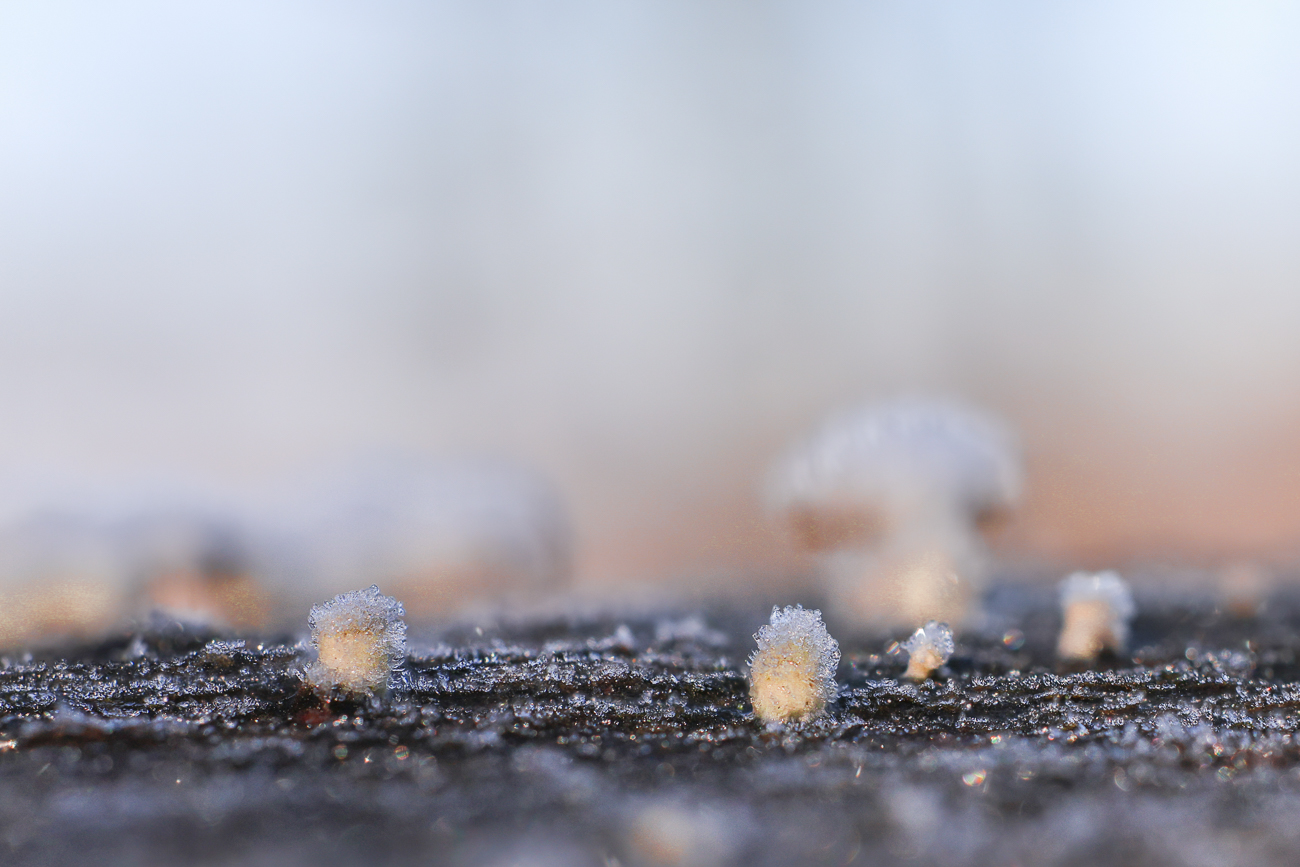 Minipilze (ca. 2 mm) mit Eispanzer