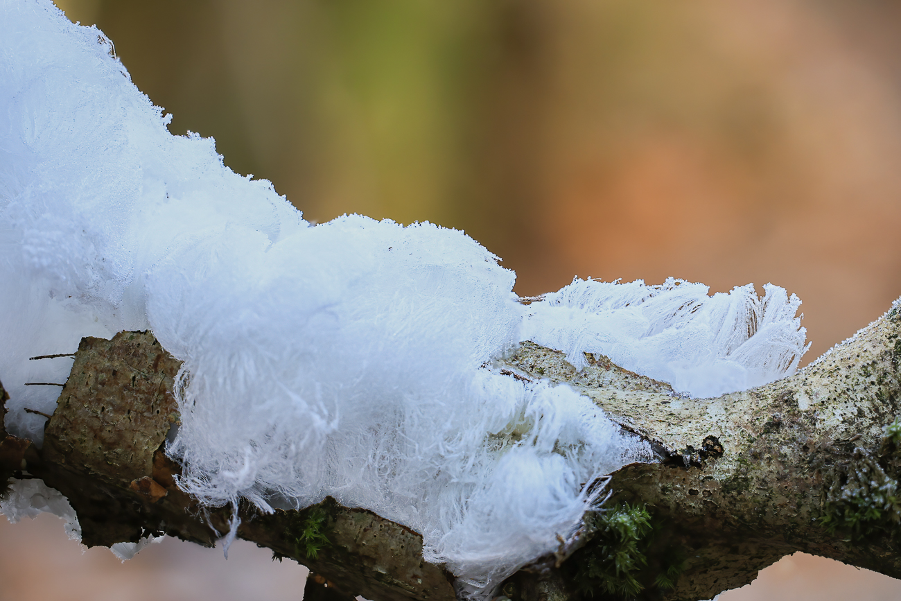 Haareis an einem Ast