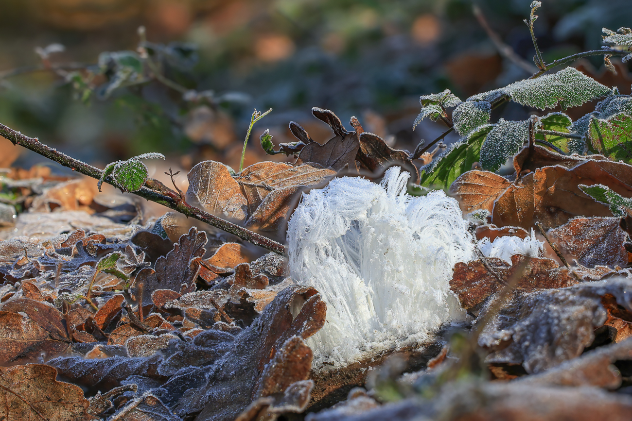 Haareis auf einem Ast am Boden