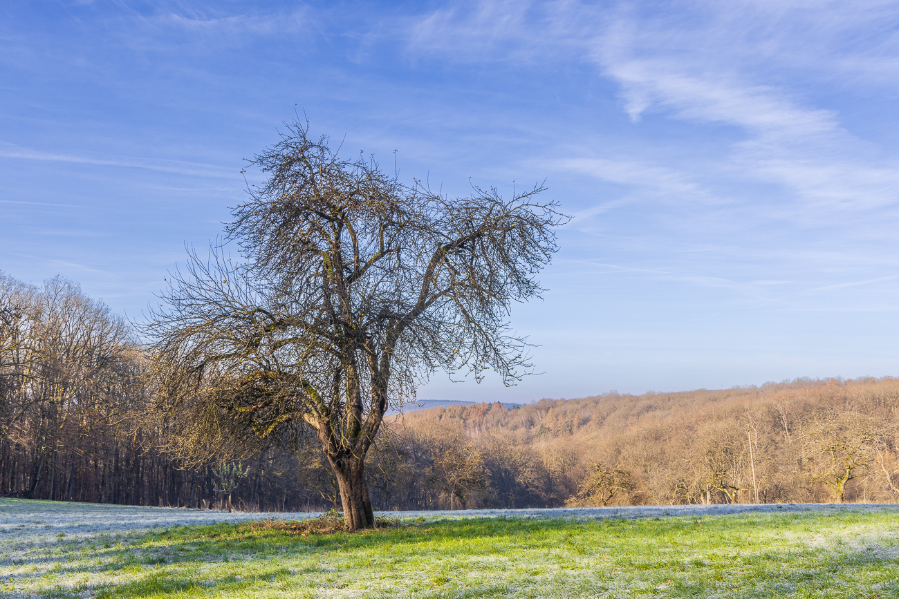 Blattloser Apfelbaum