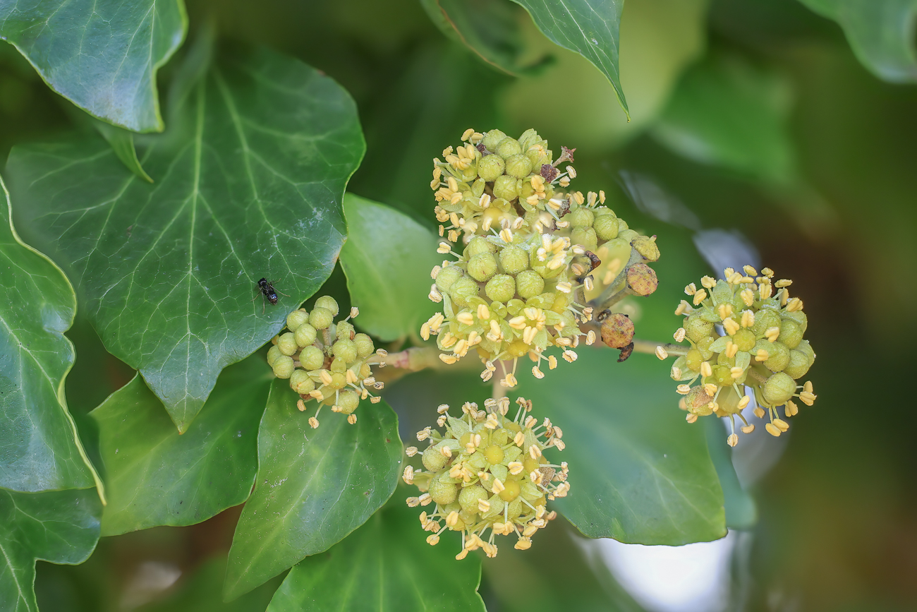 Gemeiner Efeu [Hedera helix]
