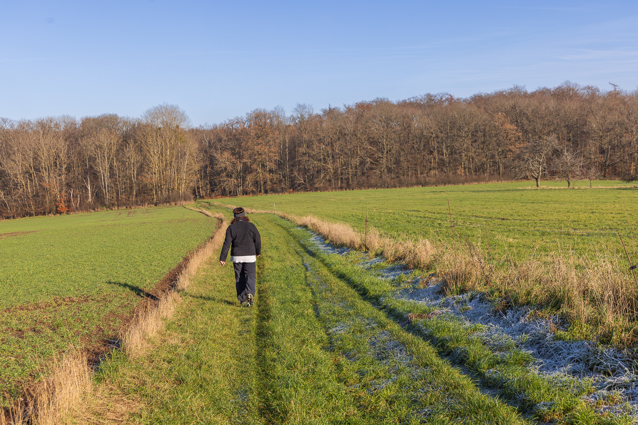 Leicht sumpfiger Wiesenweg