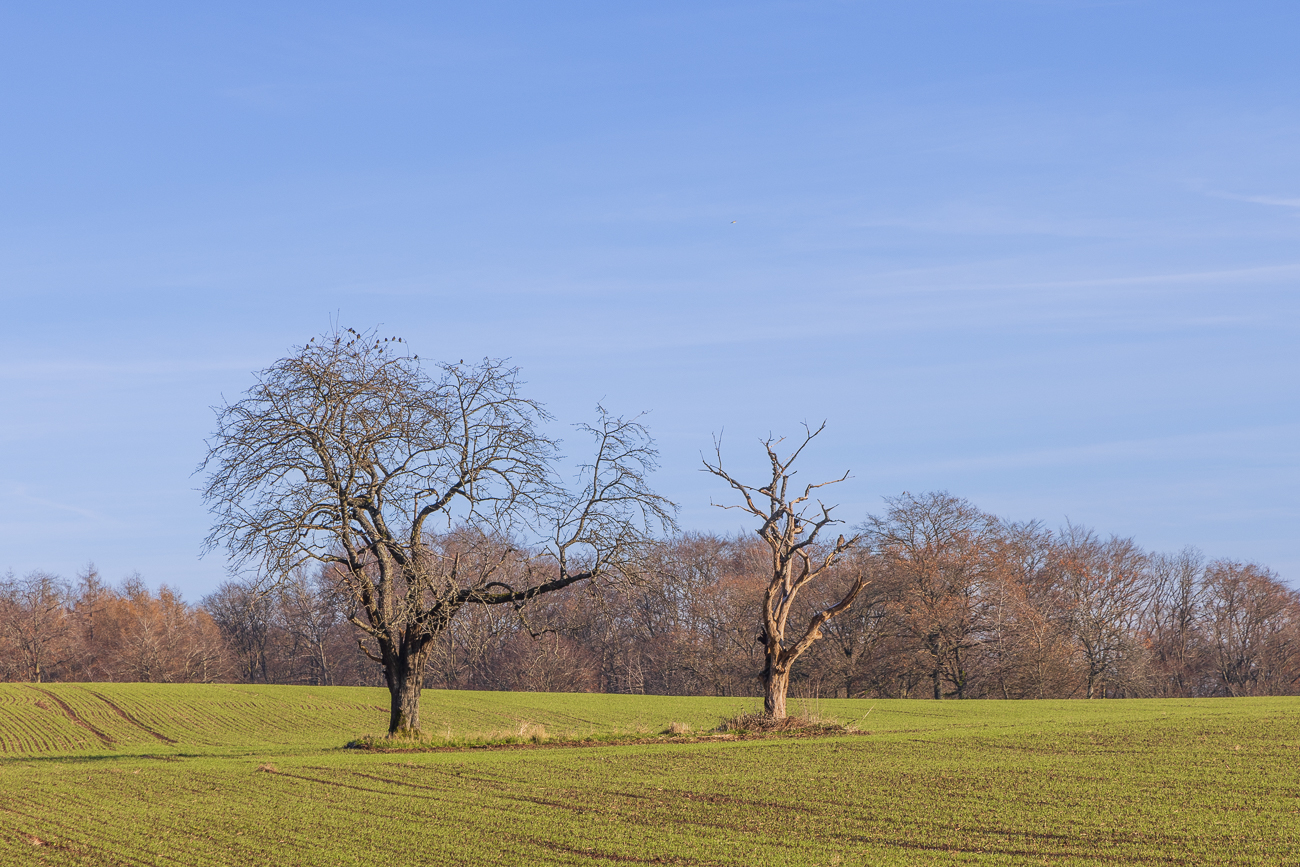Bäume mit Vögeln, ganz rechts ein Bussard. Leider hatte ich kein Tele dabei :-(