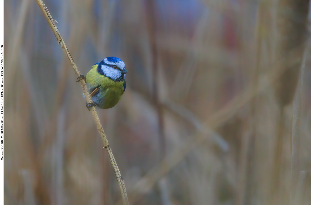 Blaumeise