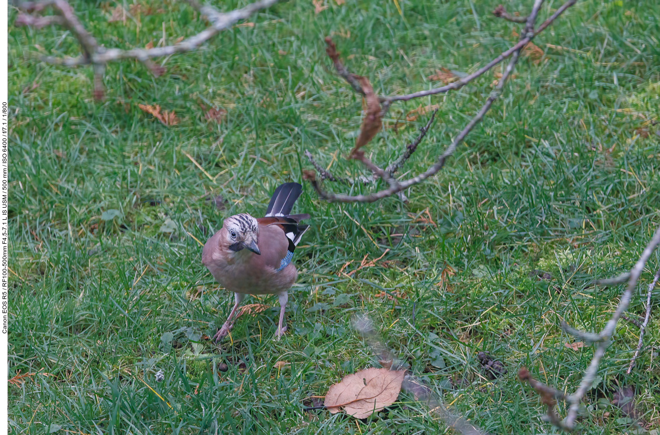 Eichelhäher [Garrulus glandarius] (durch eine Fensterscheibe fotografiert)