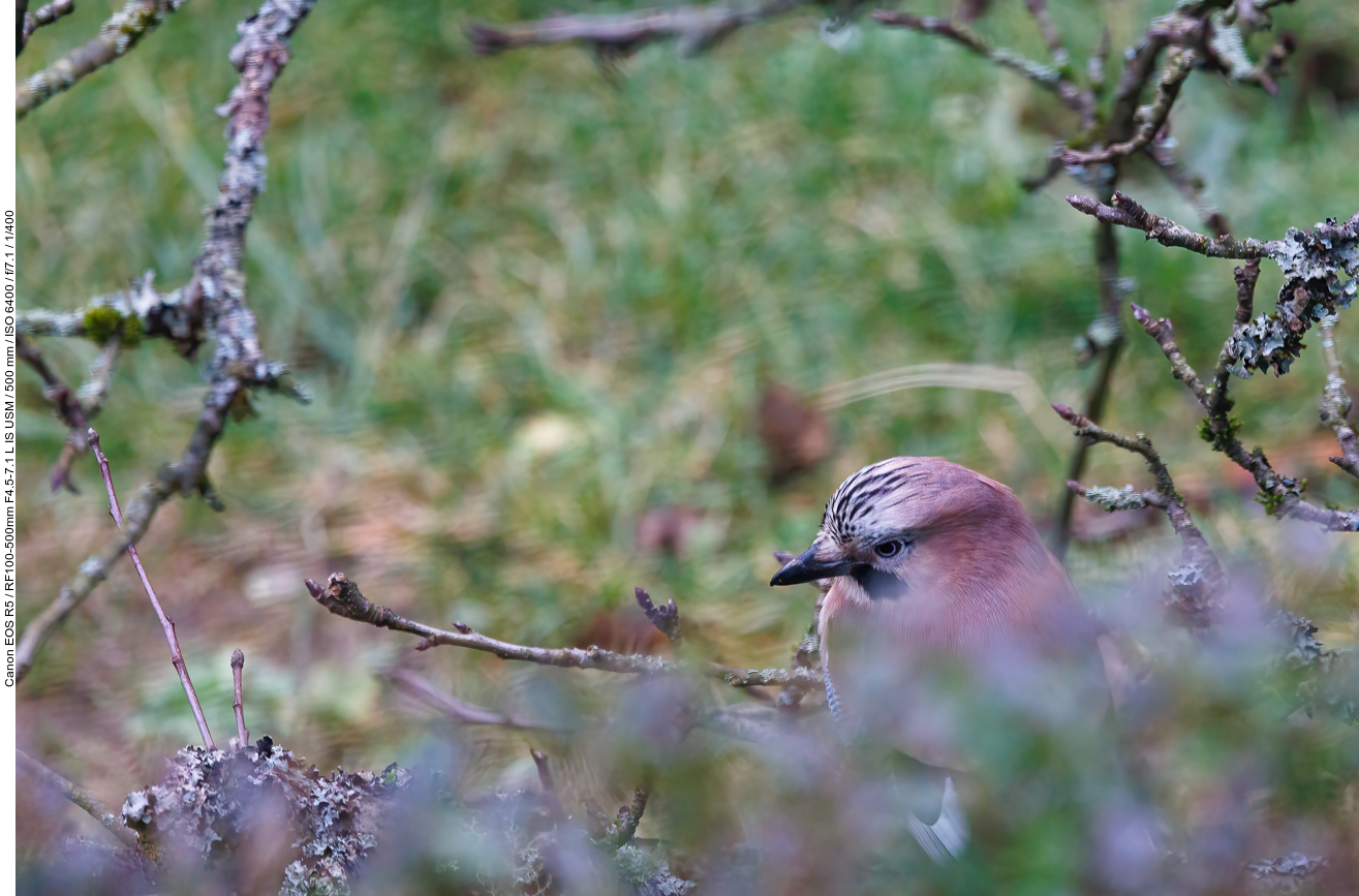 Eichelhäher [Garrulus glandarius] (durch eine Fensterscheibe fotografiert)