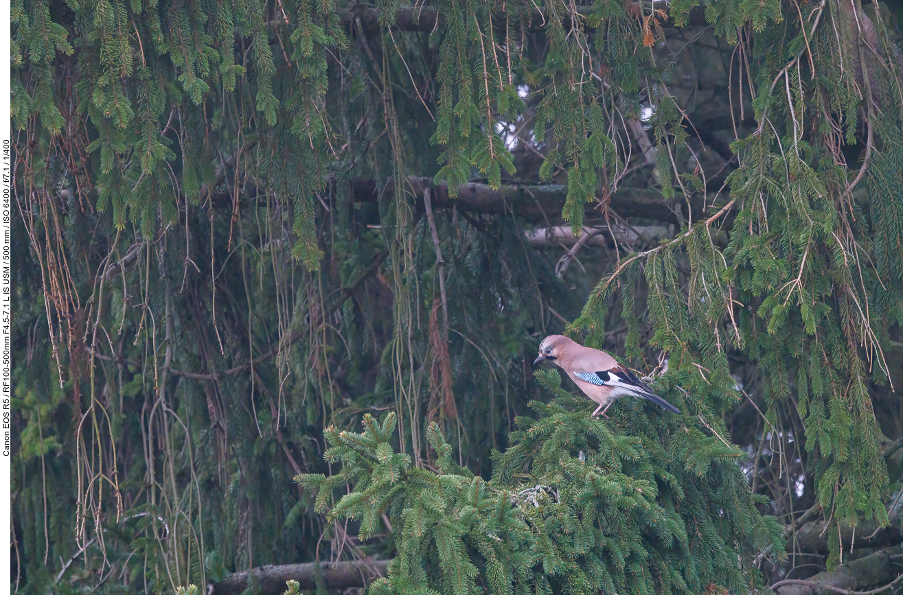 Eichelhäher [Garrulus glandarius] (durch eine Fensterscheibe fotografiert)