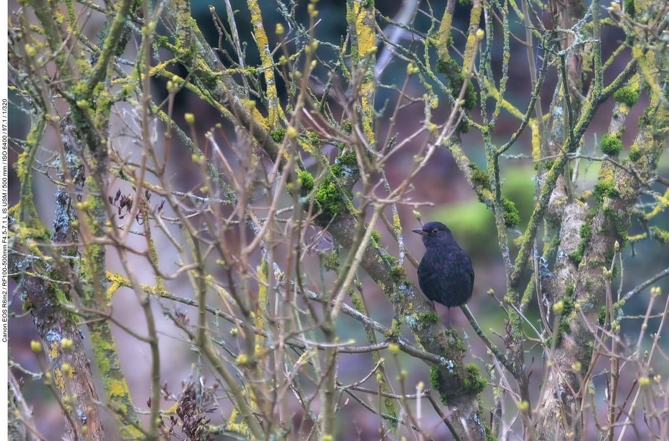 Amsel [Turdus merula] (durch eine Fensterscheibe fotografiert)