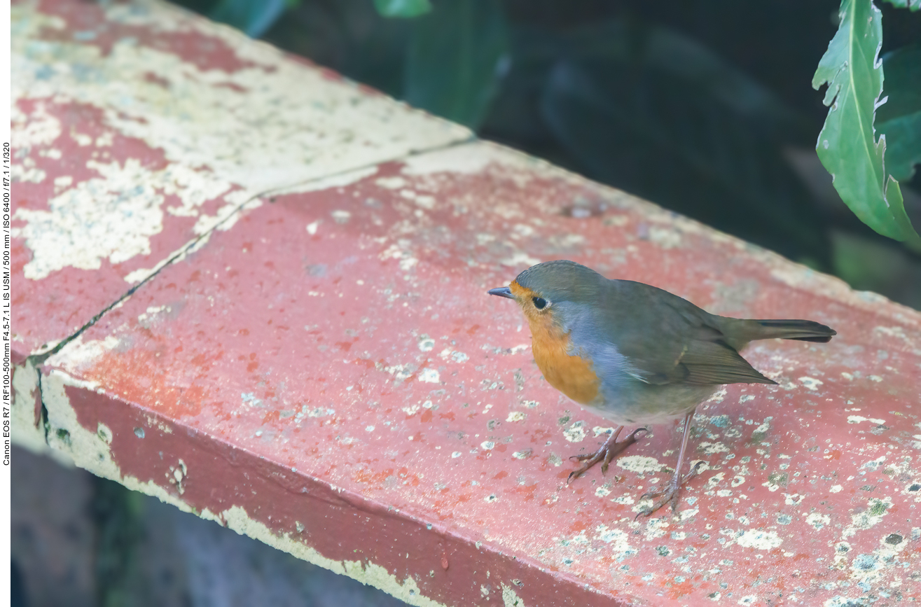 Rotkelchen [Erithacus rubecula] (durch eine Fensterscheibe fotografiert)