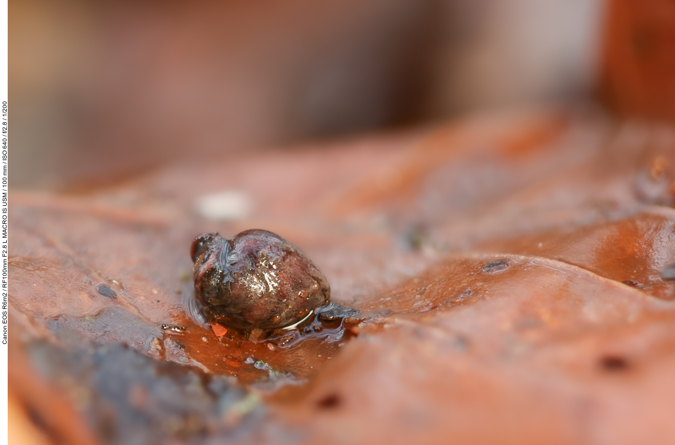 Möglicherweise eine Gemeine Bernsteinschnecke [Succinea putris]