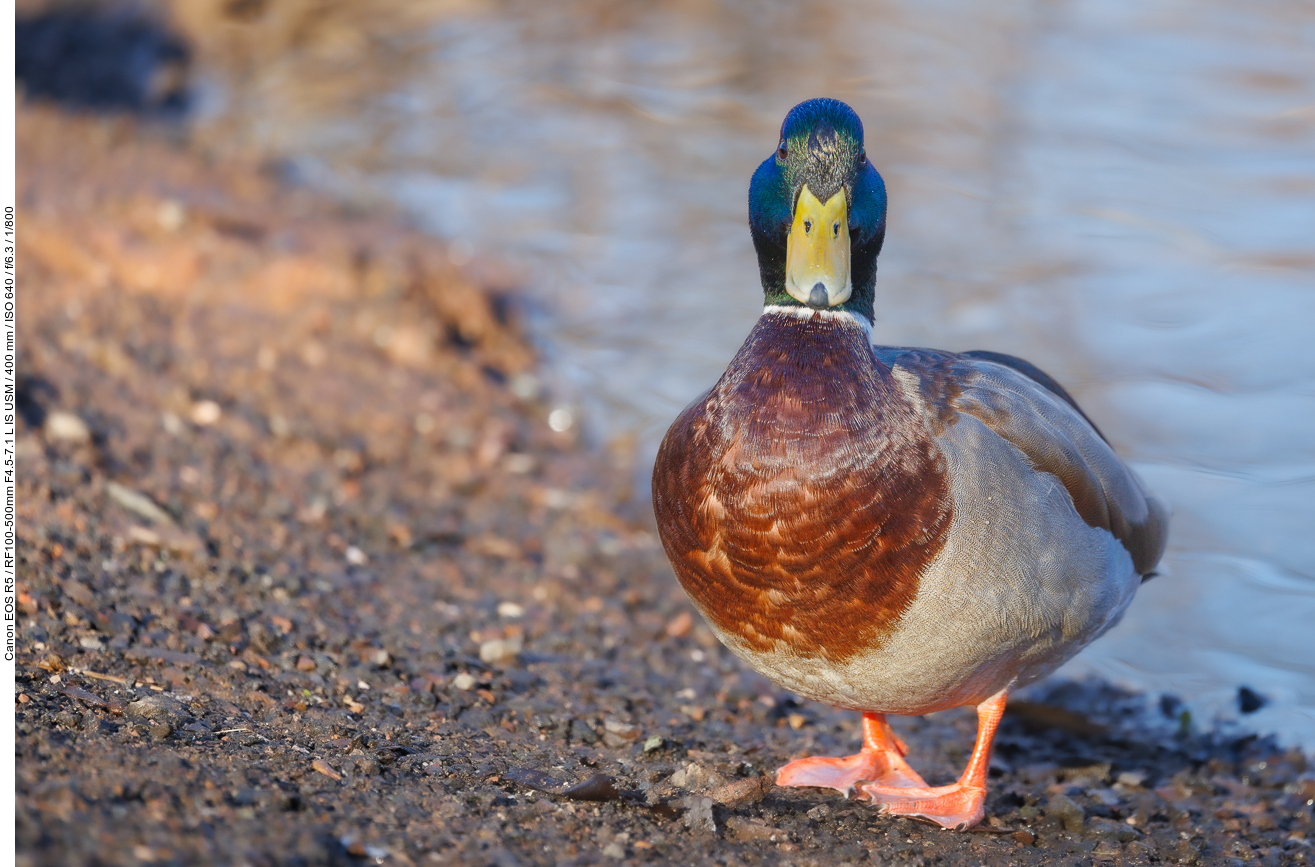 Stockente (Erpel) [Anas platyrhynchos]