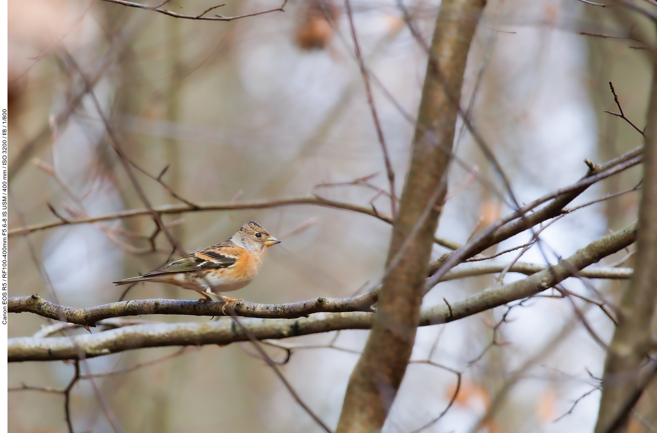 Bergfink [Fringilla montifringilla]